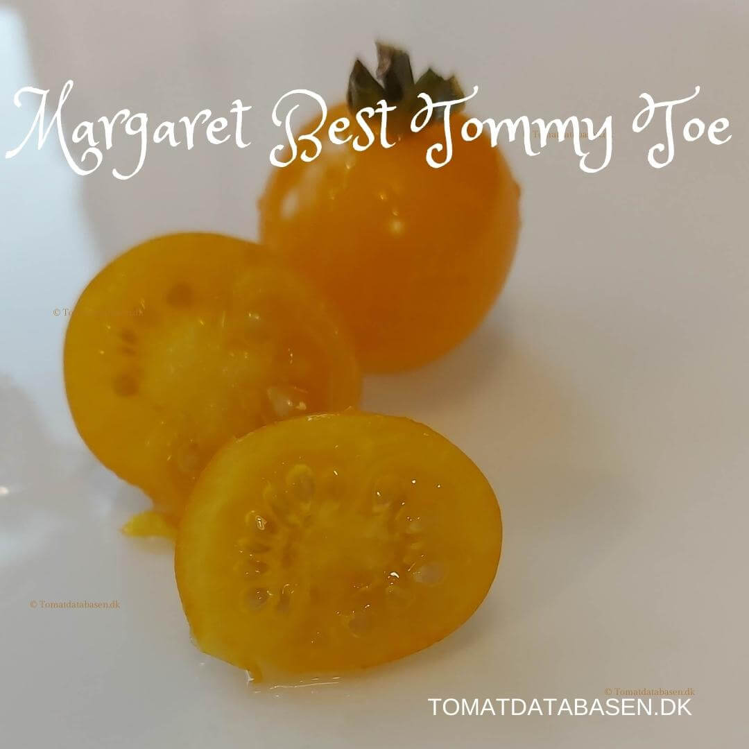 Margaret Best Yellow Tommy Toes